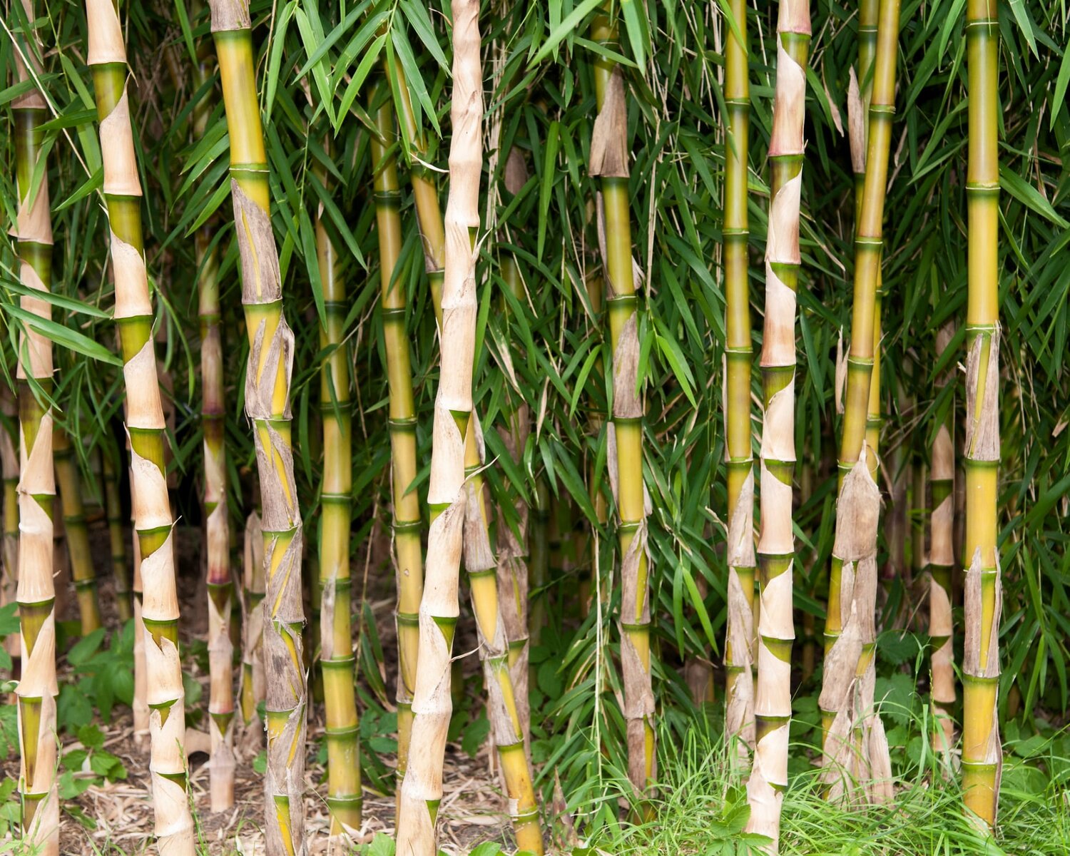 Todo lo que necesitas saber sobre el árbol de bambú bonsái