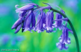 bluebell flower