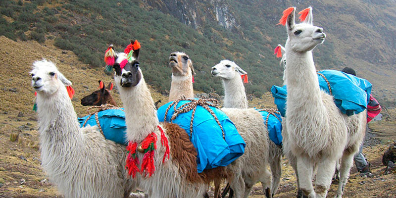 Photo of a llama pack train