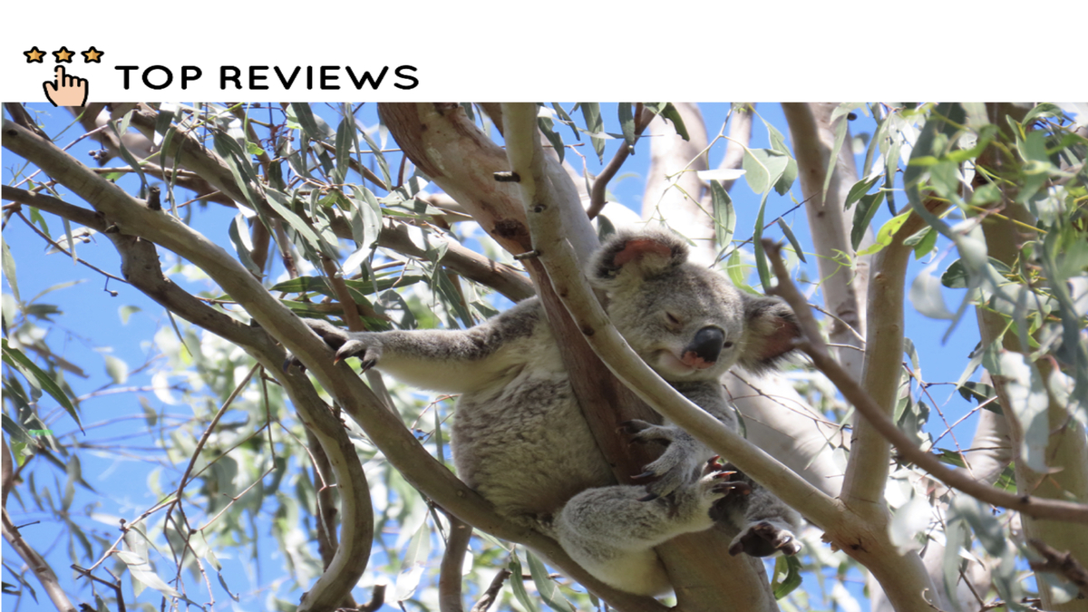 Things to do in Auckland vs Brisbane 