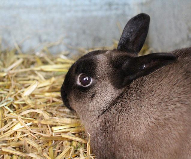 Image result for american sable rabbit