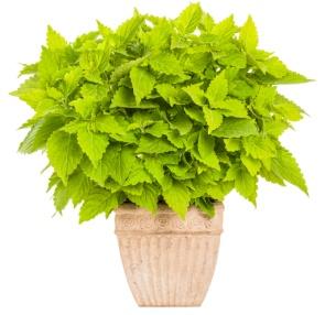 Image result for coleus lime time