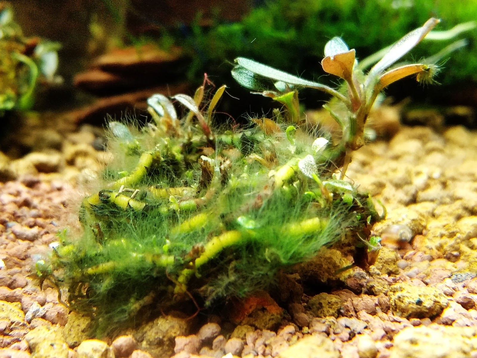 Rêu tảo sinh sôi vô bể cá