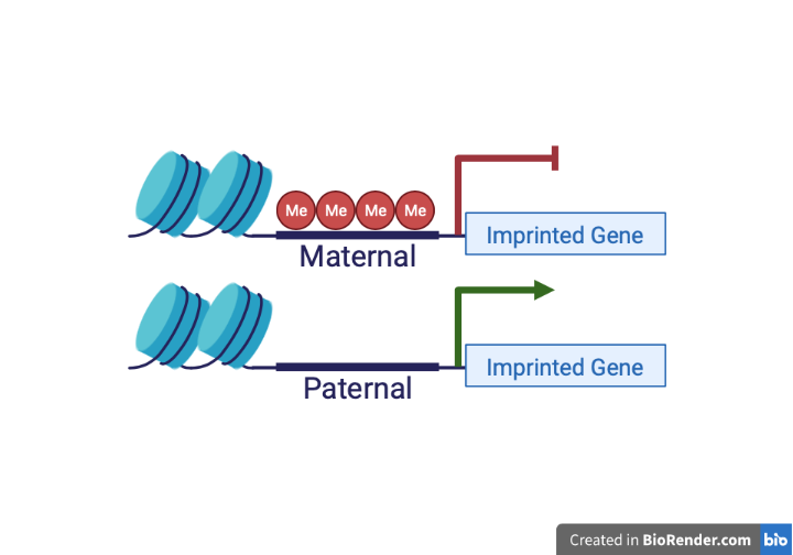 DiagramDescription automatically generated