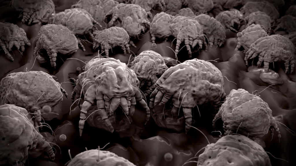 dust mites