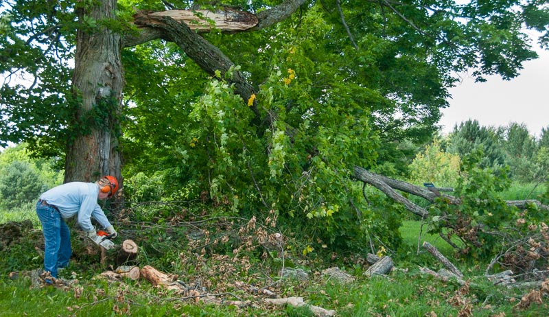 What to Do After the Cypress Tree is Killed