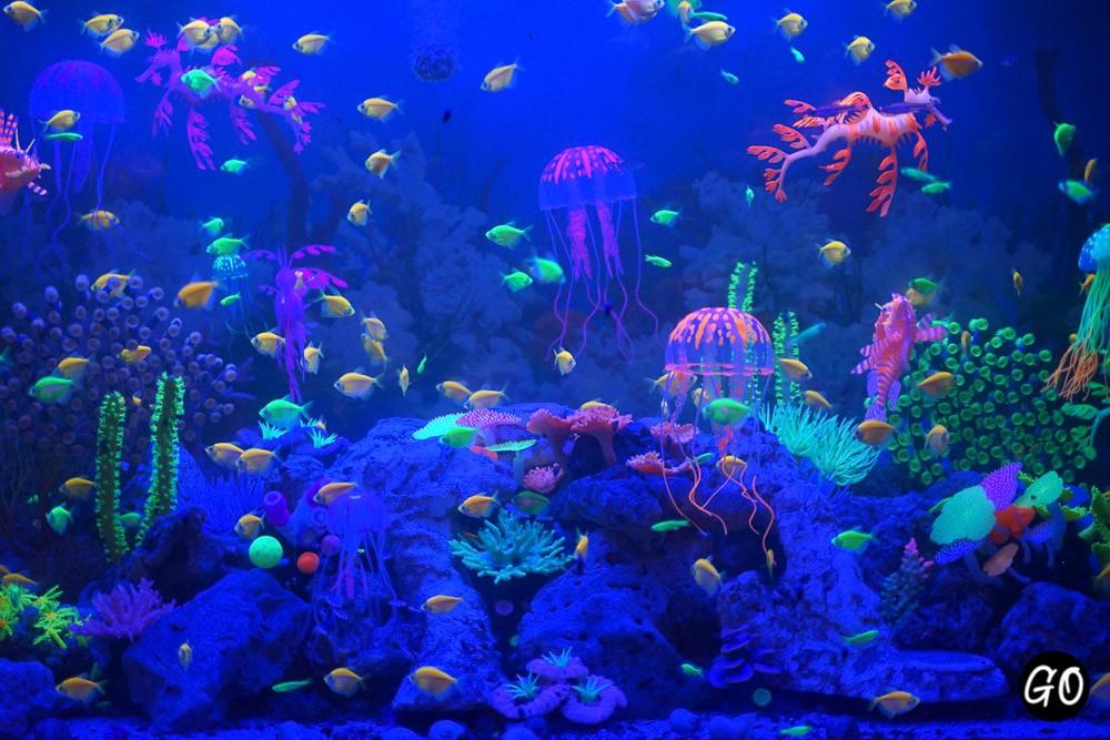เที่ยว 5 Aquarium สวยน้ำใสใกล้กรุงเทพ12