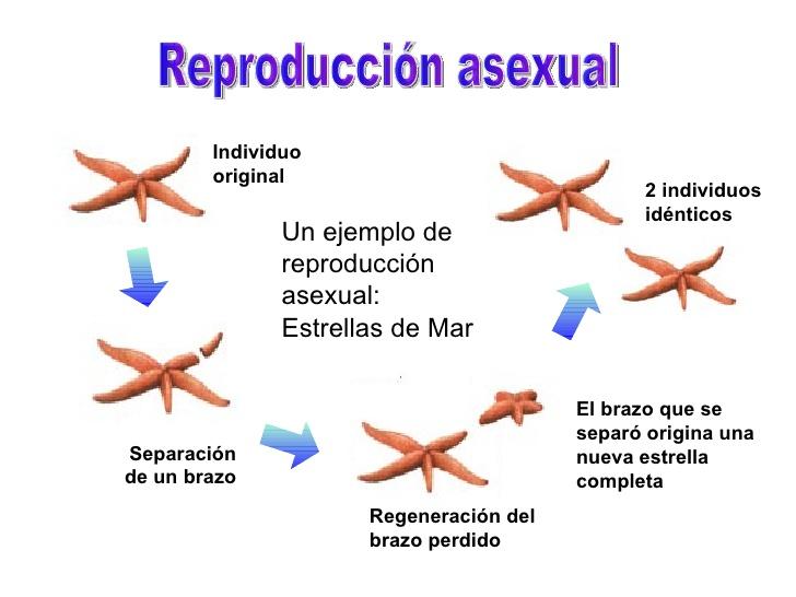 EJEMPLOS DE LA REPRODUCCIÓN ASEXUAL – Ejemplos de