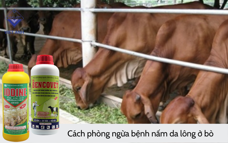 Cách phòng ngừa bệnh nấm da lông ở bò