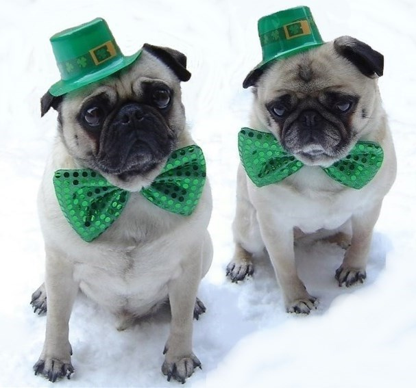 Pugs St. Patrick&#39;s Day