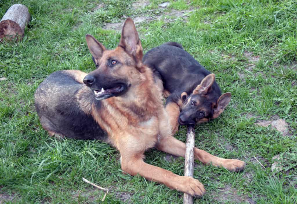 cachorro y adulto gsd