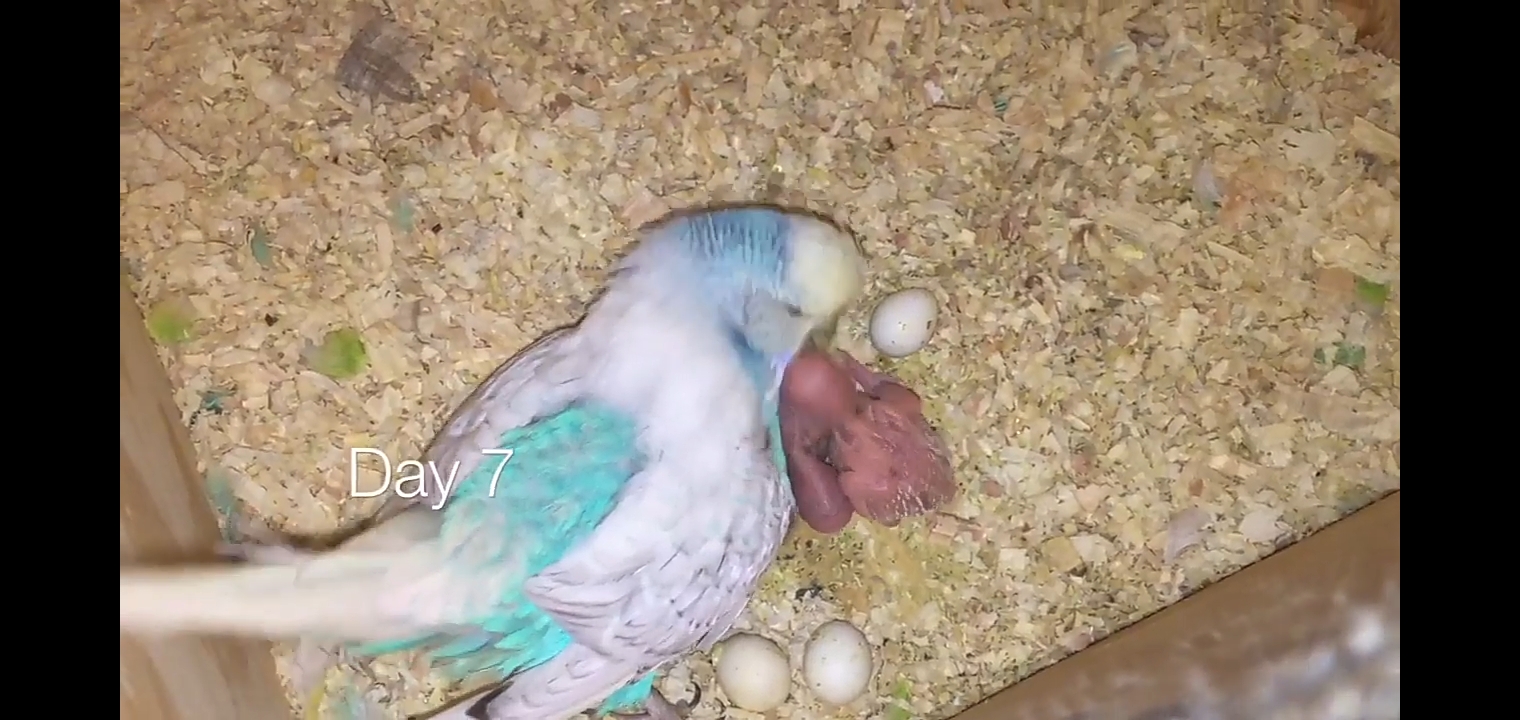 Hen feeding baby budgies