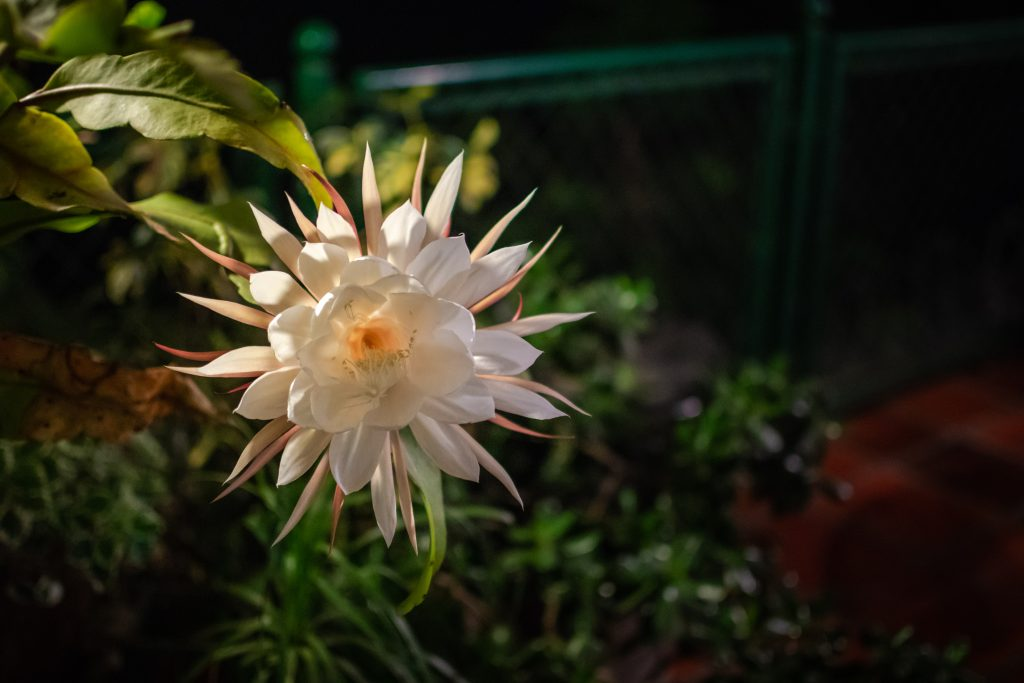 Floarea Kadupul