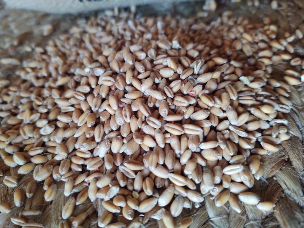 wheat grass seeds for growing fodder