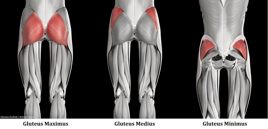 Suitcase Deadlift muscles worked glutes