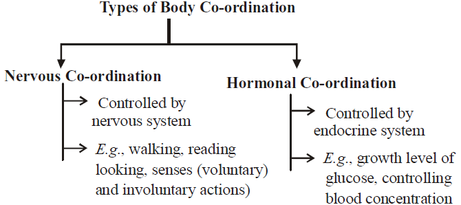 Neural Control and Co-ordination | Biology Notes for NEET/AIIMS/JIPMER