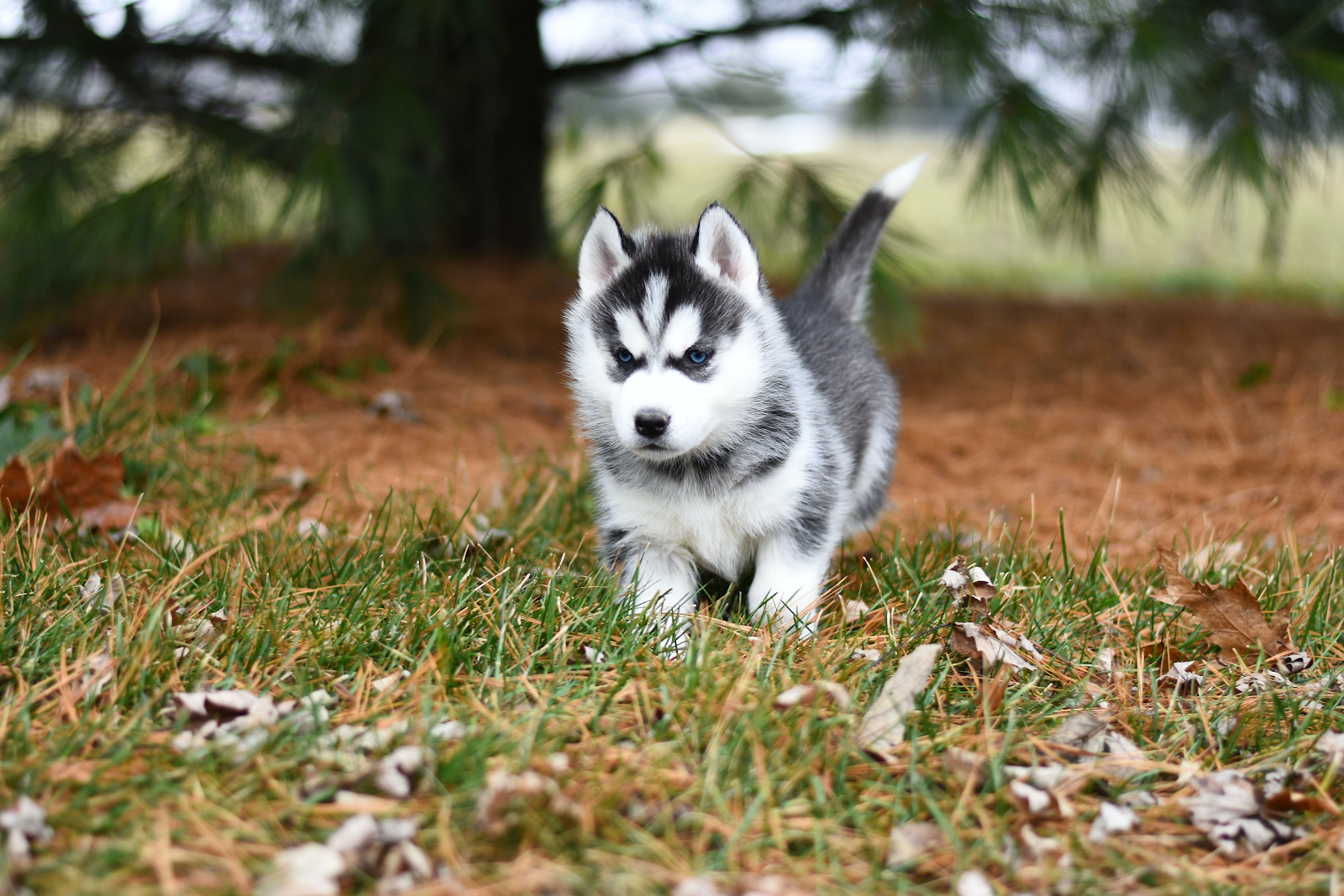 Siberian Husky: The Ultimate Breed Guide 2020 breeders links and breed
