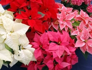 https://c2.peakpx.com/wallpaper/481/174/415/flowers-christmas-christmas-star-wallpaper-thumb.jpg