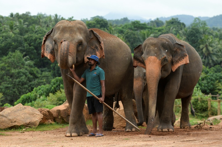 World Elephant Day 2020 - Why The Gigantic Animal Is Endangered