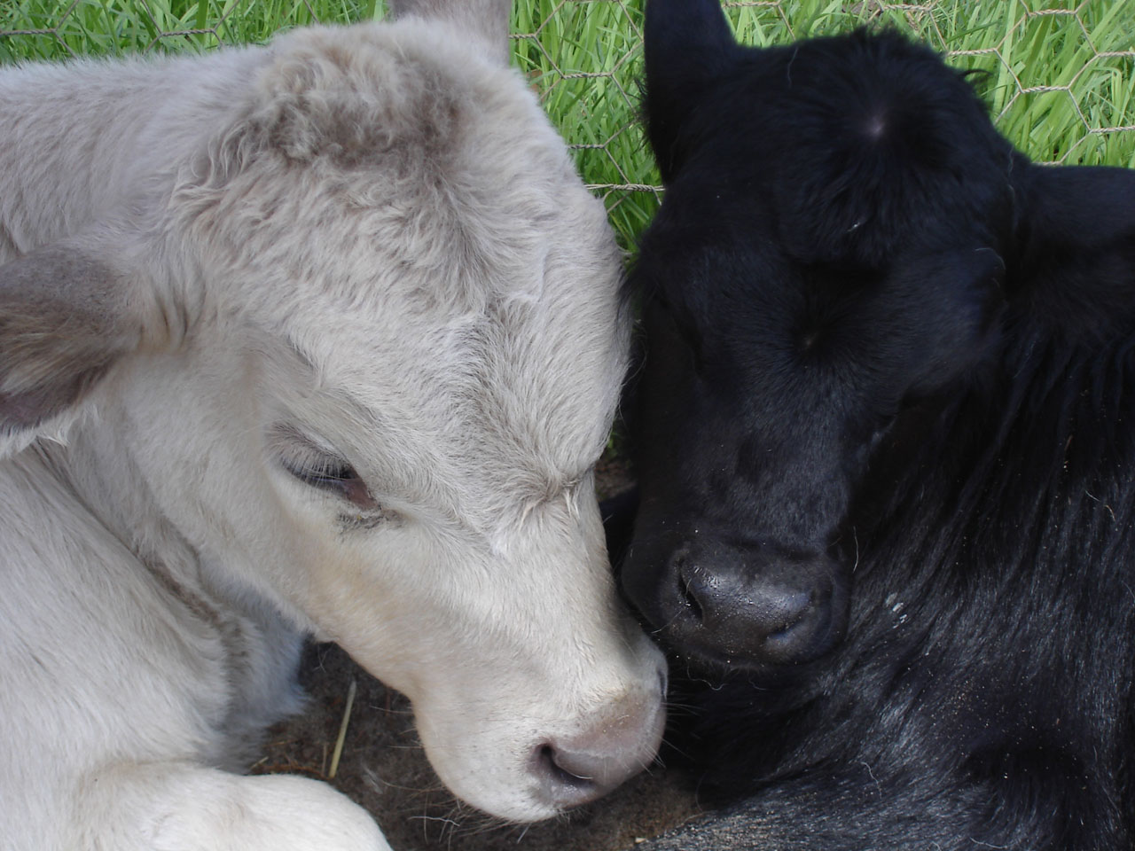 Baby,animals,cow,cattle,calves - free image from needpix.com