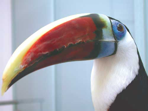 Toucans can be entertaining clowns but are not generally recommended as pets because of their special dietary and large housing requirements