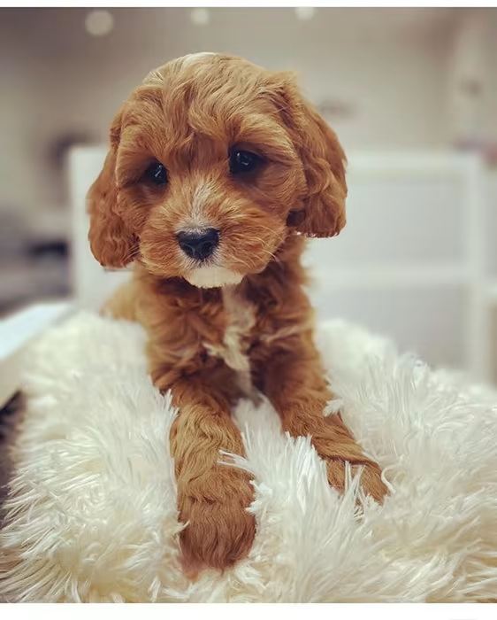 Keely Brooks Cavapoo Teddy