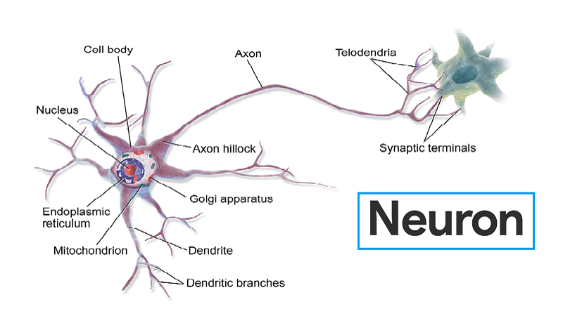الخلية العصبية - Neuron ، ماهى أنواع ووظائف خلايا الجهاز العصبي فى الأنسان؟ 