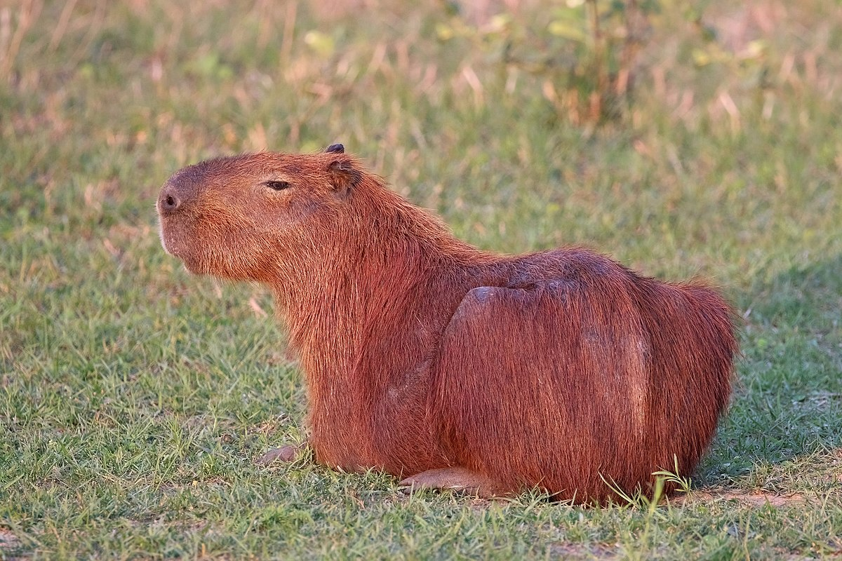 can-you-legally-own-a-capybara