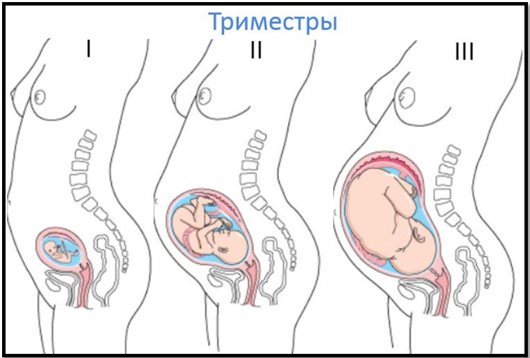 Триместры беременности