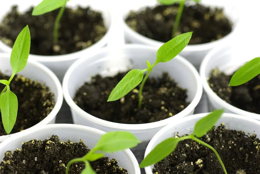Start pepper seeds indoors