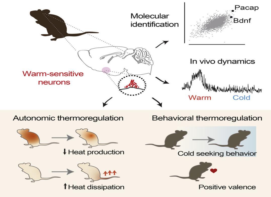 Warm-Sensitive Neurons that Control Body Temperature: Cell