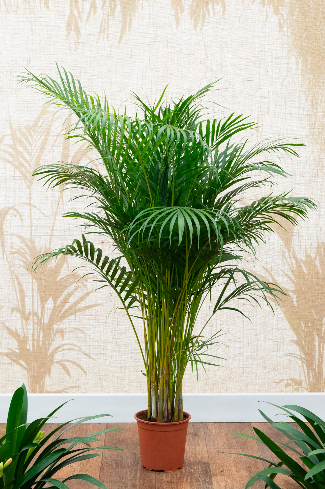 Bamboo Palm (Dypsis lutescens)