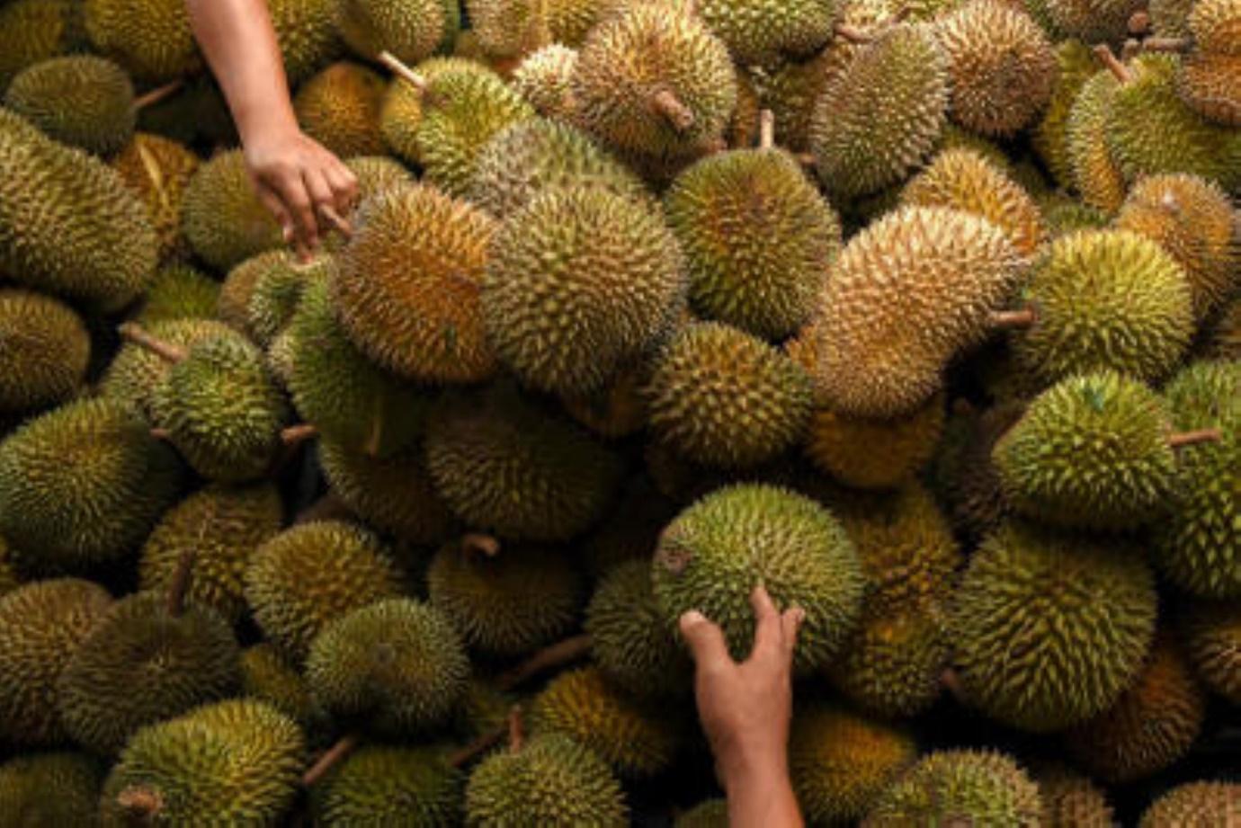 Image result for DURIAN