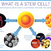 The Invention of Orthopedic Stem Cell Therapy