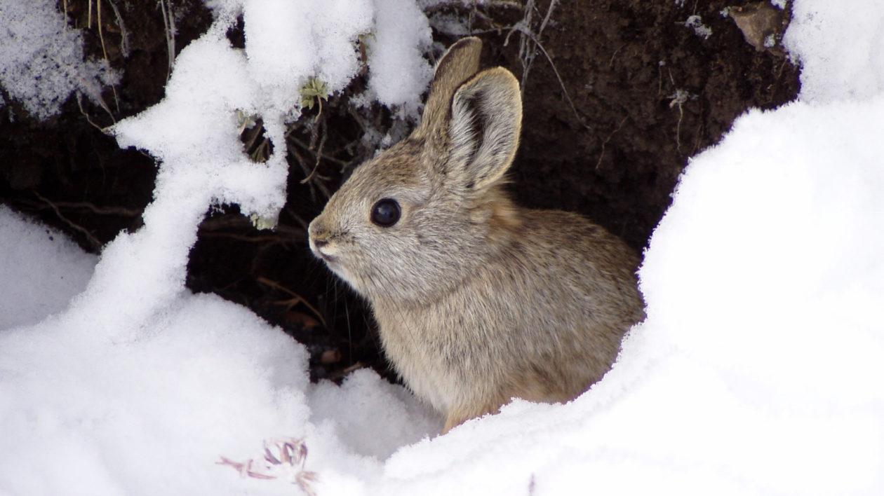 Image result for Columbia Basin Pygmy Rabbit