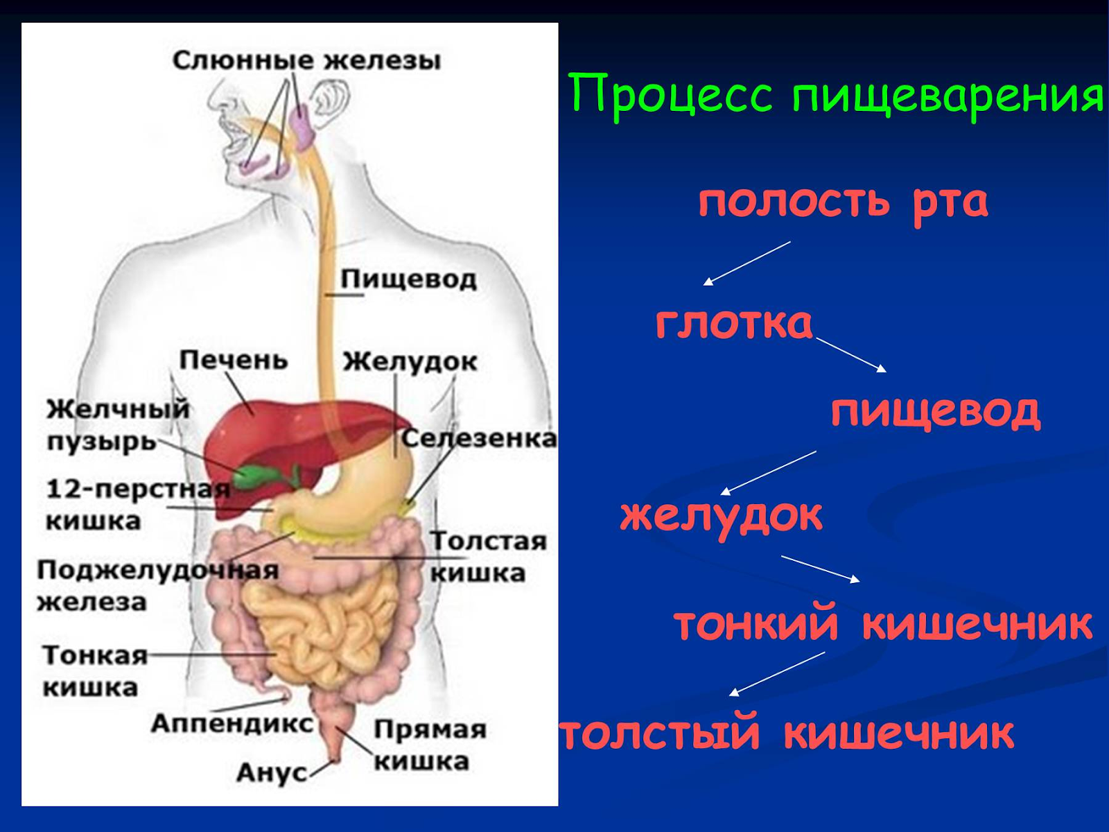 вкусы по аюрведе