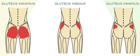 Pistol Squat Muscles Worked glutes