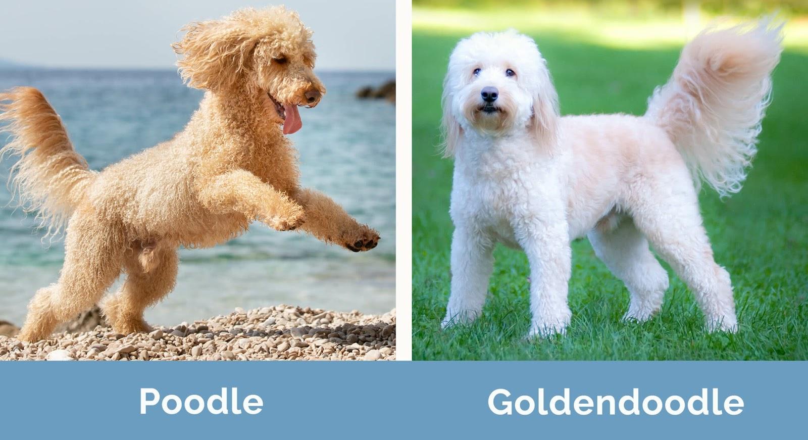 Poodle vs. Goldendoodle: Which One Should I Choose? | Hepper
