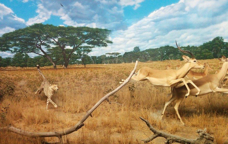 Guépard, Gazelle, La Chasse, En Cours D'Exécution