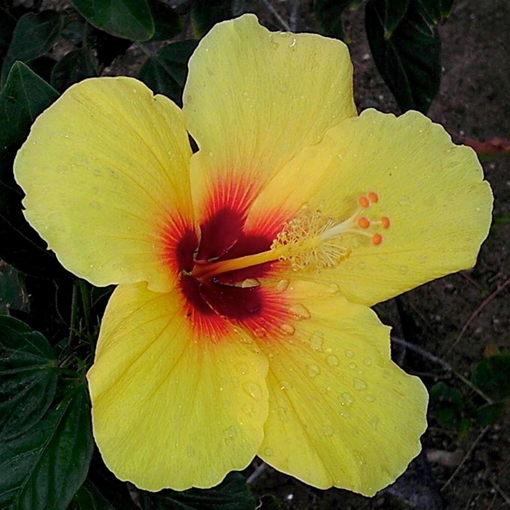 Hibiscus flower in Waikiki,