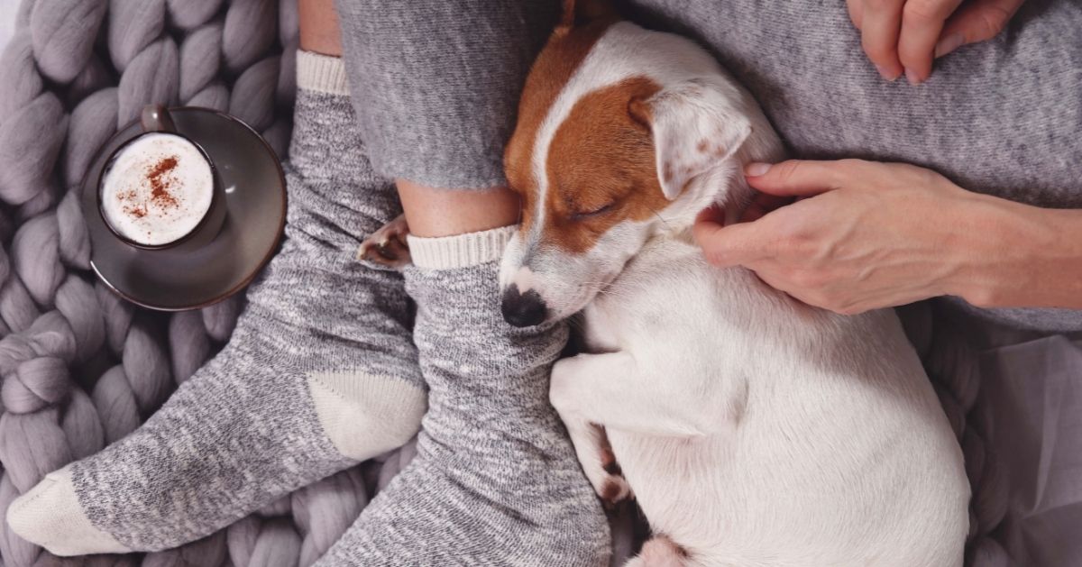 nos vêtements réconfortent nos chiens