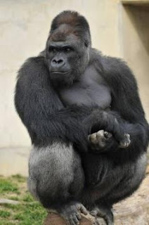 Gorila 'bonitão' faz sucesso nas redes sociais e em zoológico do Japão |  Animais africanos, Animais selvagens, Animais bonitos
