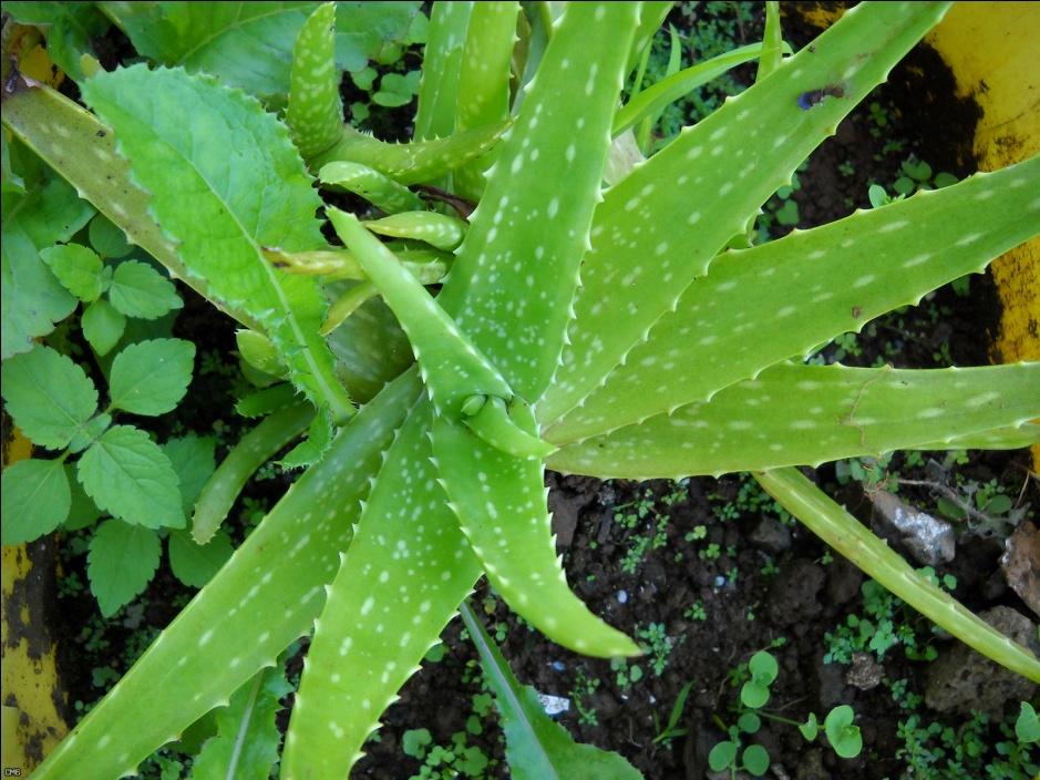 succulent houseplant-Aloe_Vera_(4700054020).jpg