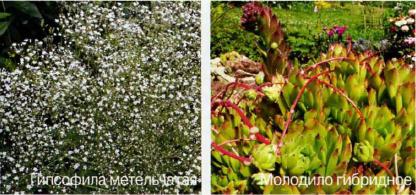 3 плана цветника для сухой и бедной почвы