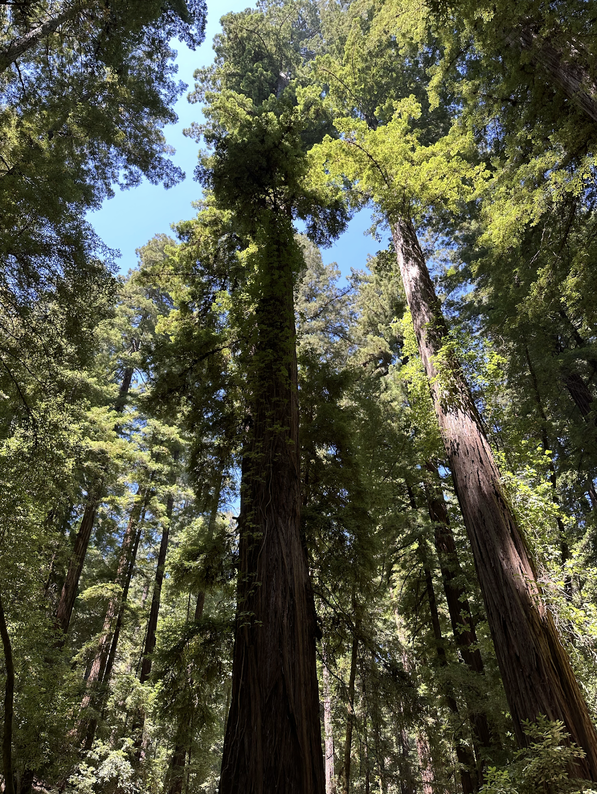 large tree outside of Russian River Valley