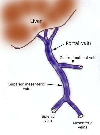 Diagrammatic representation of portal vein anatomy.