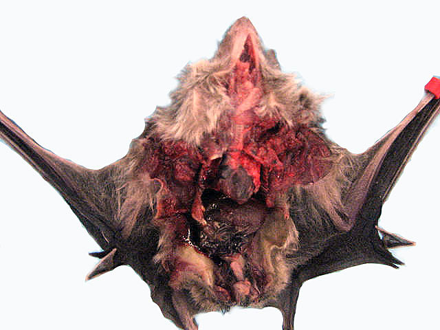 Opened abdomen of this bat.
