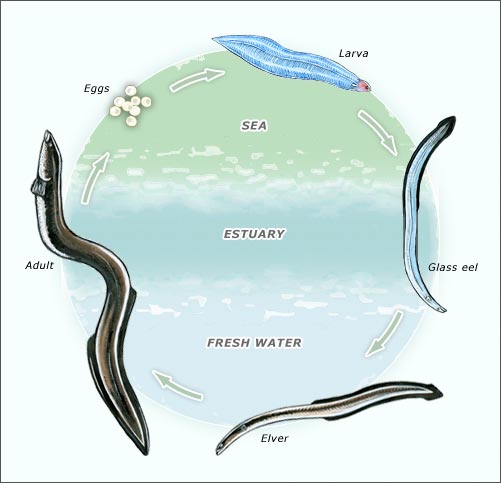 Image result for longfin eel life cycle