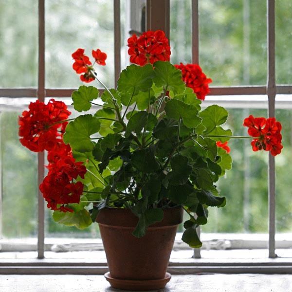 how often should you water geraniums