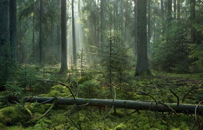 Oricât ar fi de greu de crezut, nu este Pădurea Interzisă din Harry Potter, ci Białowieża din Polonia